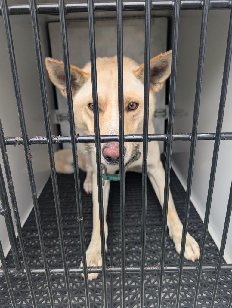 Enlarge Patrick, a Adoptable mixed breed in Vineland, NJ image 1/1