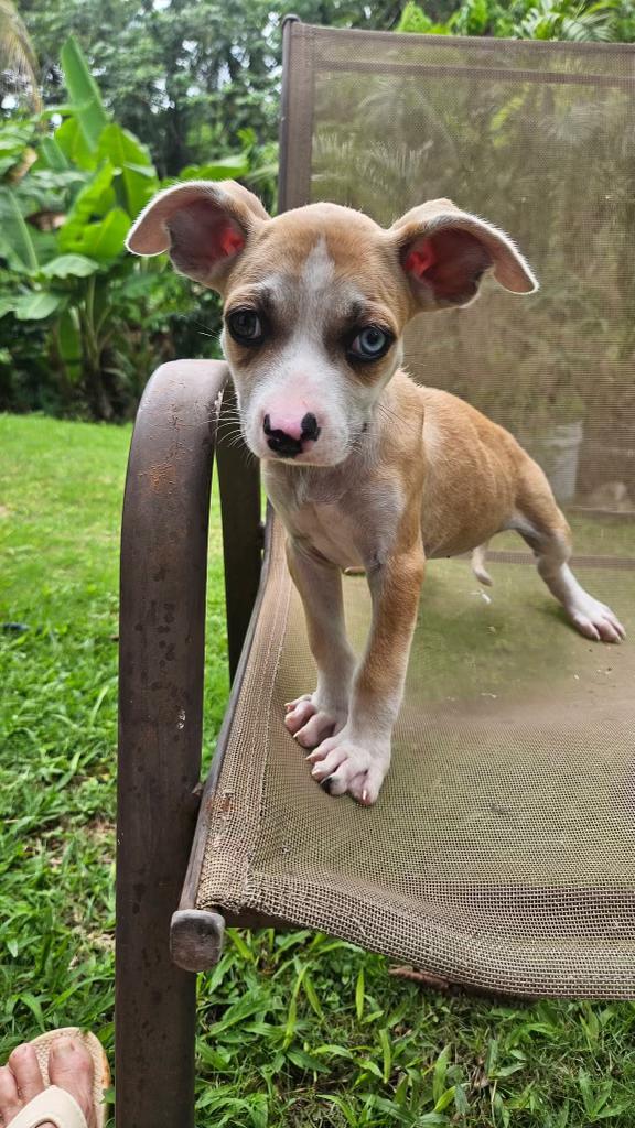Enlarge Lilly Pad - The Velcro Pup, an adopted mixed breed in STANHOPE, NJ image 3/6