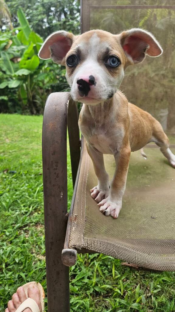 Enlarge Lilly Pad - The Velcro Pup, an adopted mixed breed in STANHOPE, NJ image 4/6