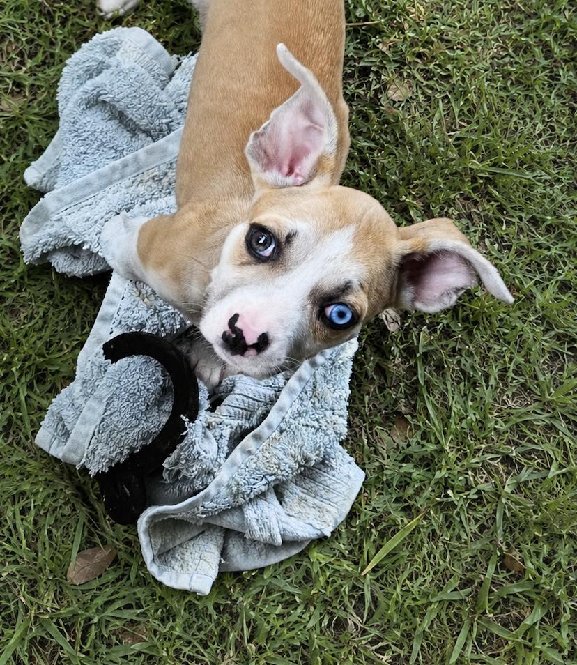 Enlarge Lilly Pad - The Velcro Pup, an adopted mixed breed in STANHOPE, NJ image 5/6