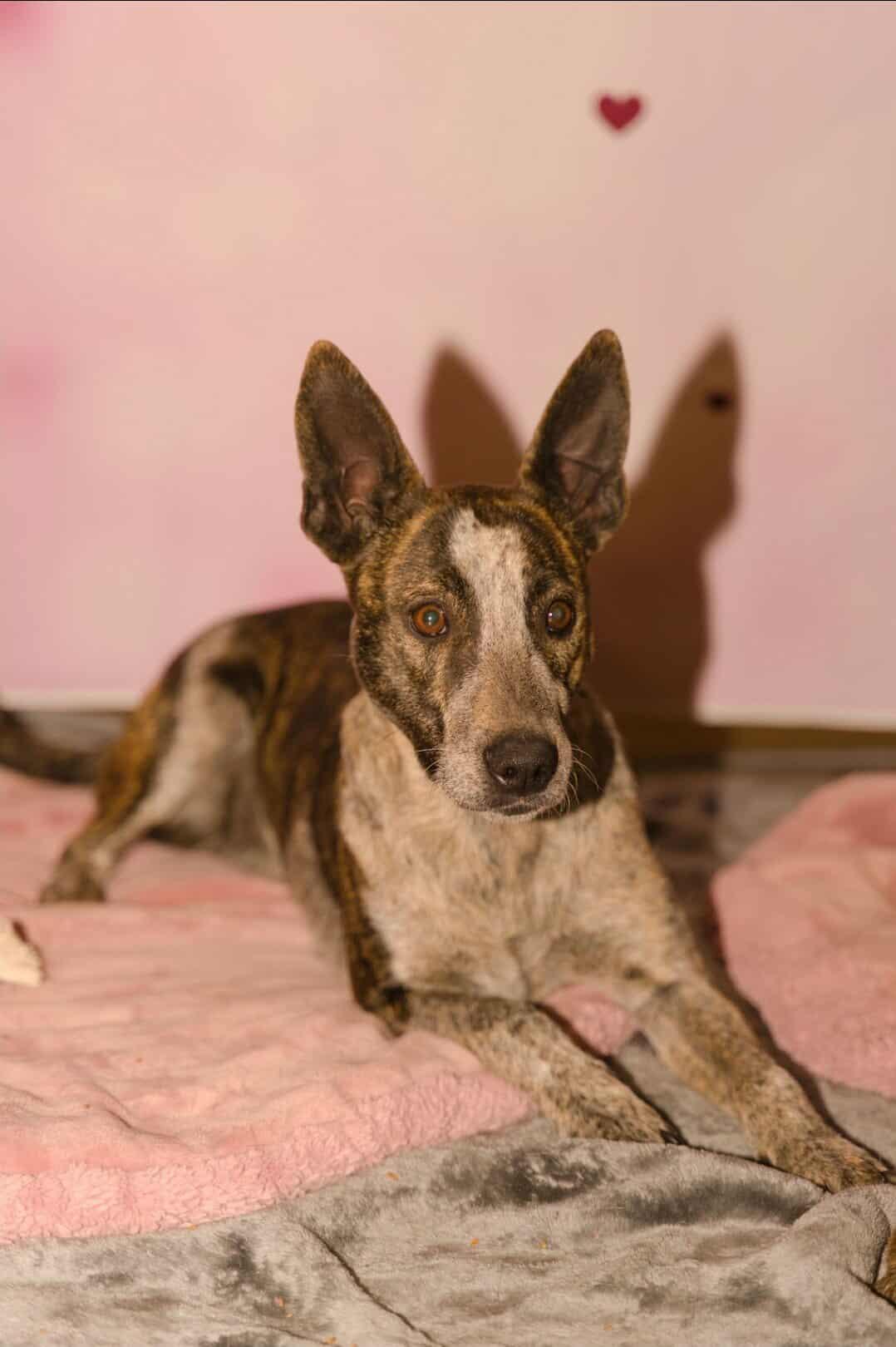 Ellary, ADOPTABLE, Adult Female Australian Cattle Dog / Blue Heeler.
