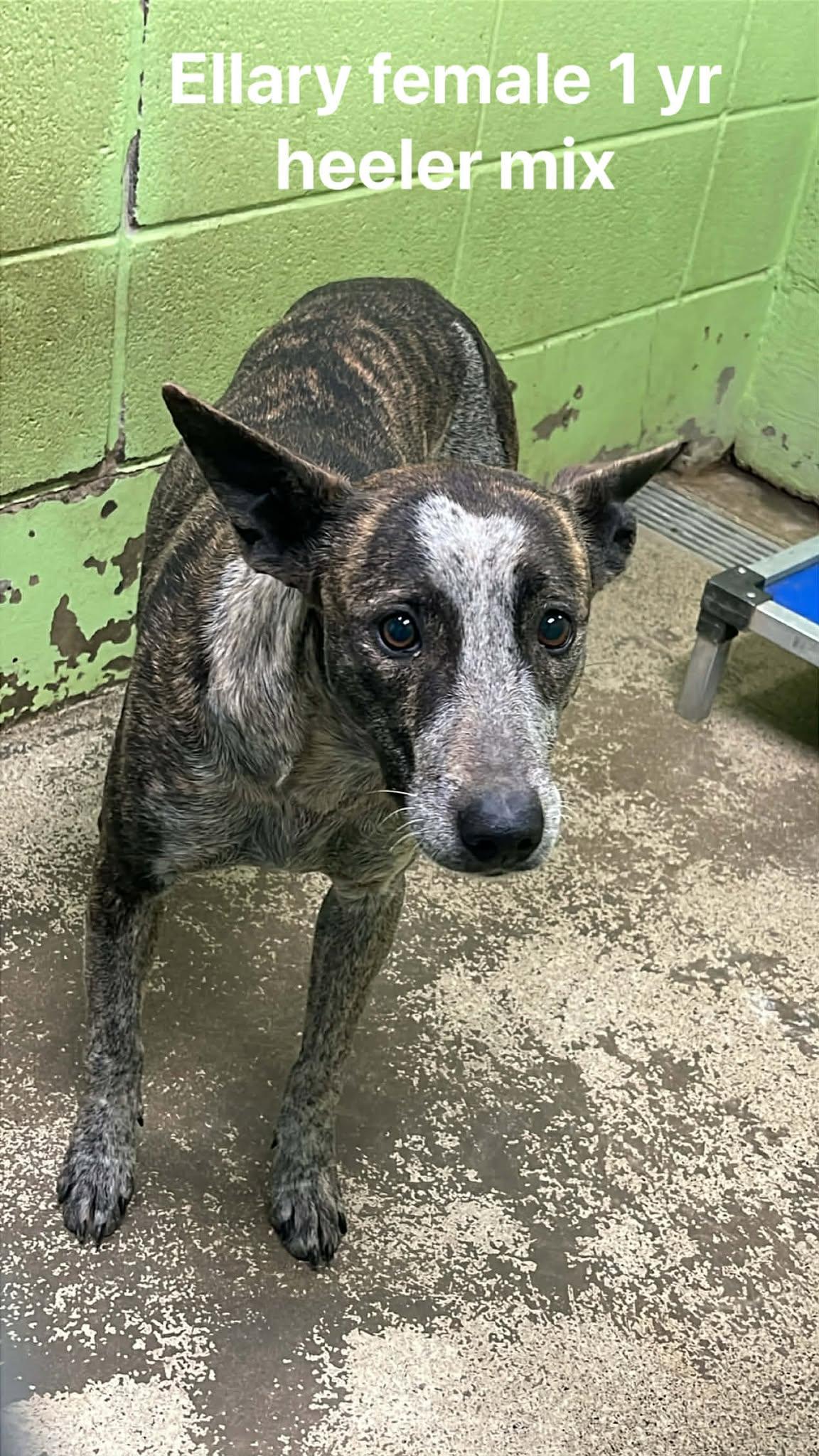 Enlarge Ellary, a ADOPTABLE Australian Cattle Dog / Blue Heeler in Fort Payne, AL image 3/3