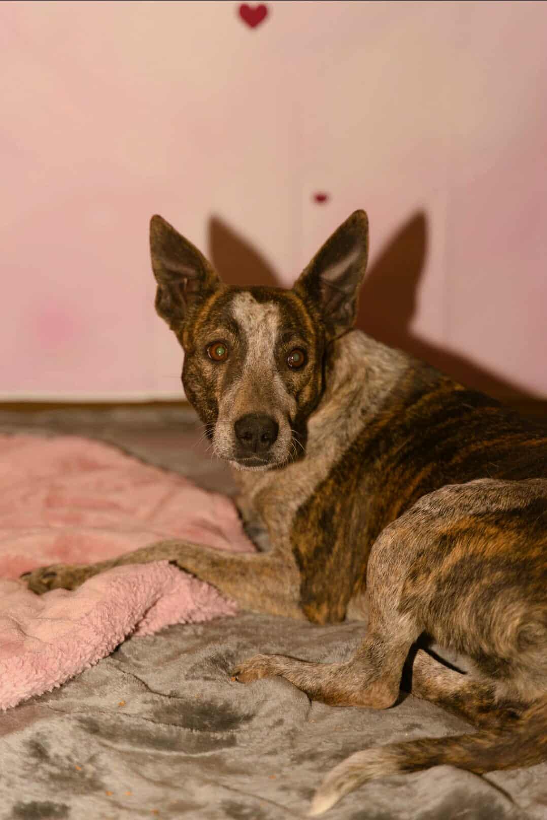 Enlarge Ellary, a ADOPTABLE Australian Cattle Dog / Blue Heeler in Fort Payne, AL image 2/3