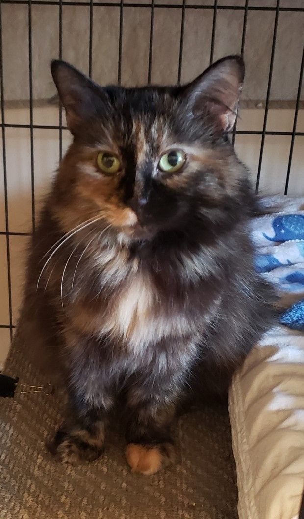 RADIANT RUTH, a Adoptable Tortoiseshell in Spotsylvania, VA image 1/6