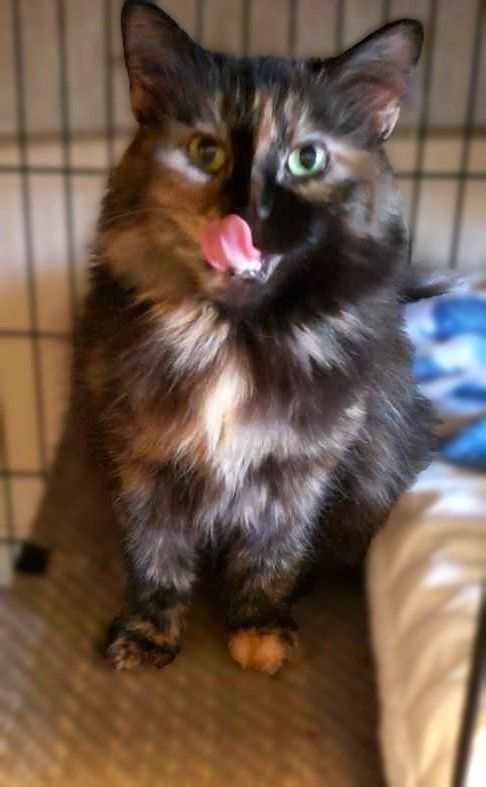 RADIANT RUTH, a Adoptable Tortoiseshell in Spotsylvania, VA image 2/6