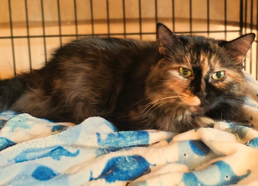 RADIANT RUTH, a Adoptable Tortoiseshell in Spotsylvania, VA image 3/6