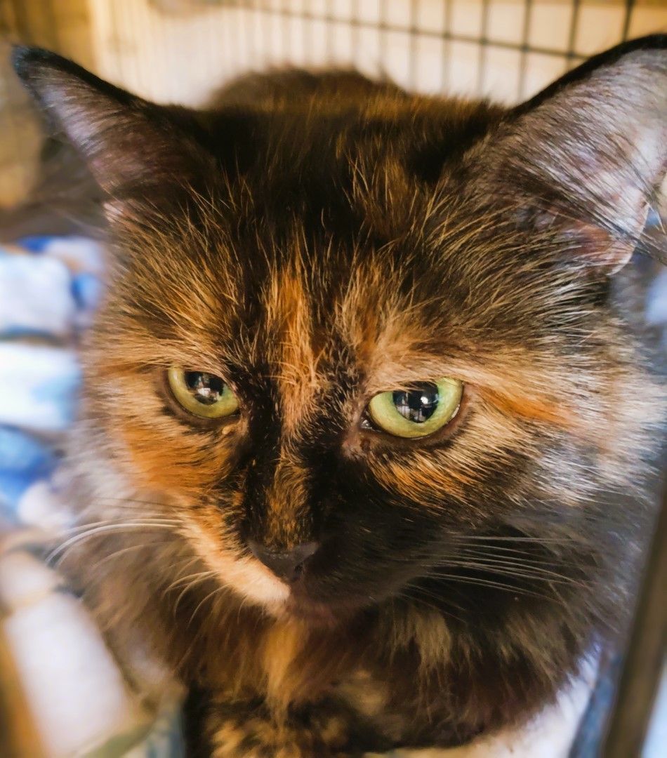 RADIANT RUTH, a Adoptable Tortoiseshell in Spotsylvania, VA image 4/6