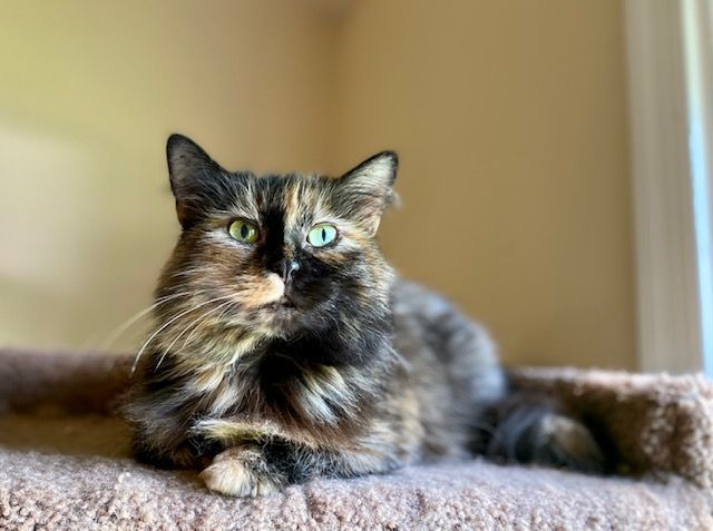 RADIANT RUTH, a Adoptable Tortoiseshell in Spotsylvania, VA image 5/6