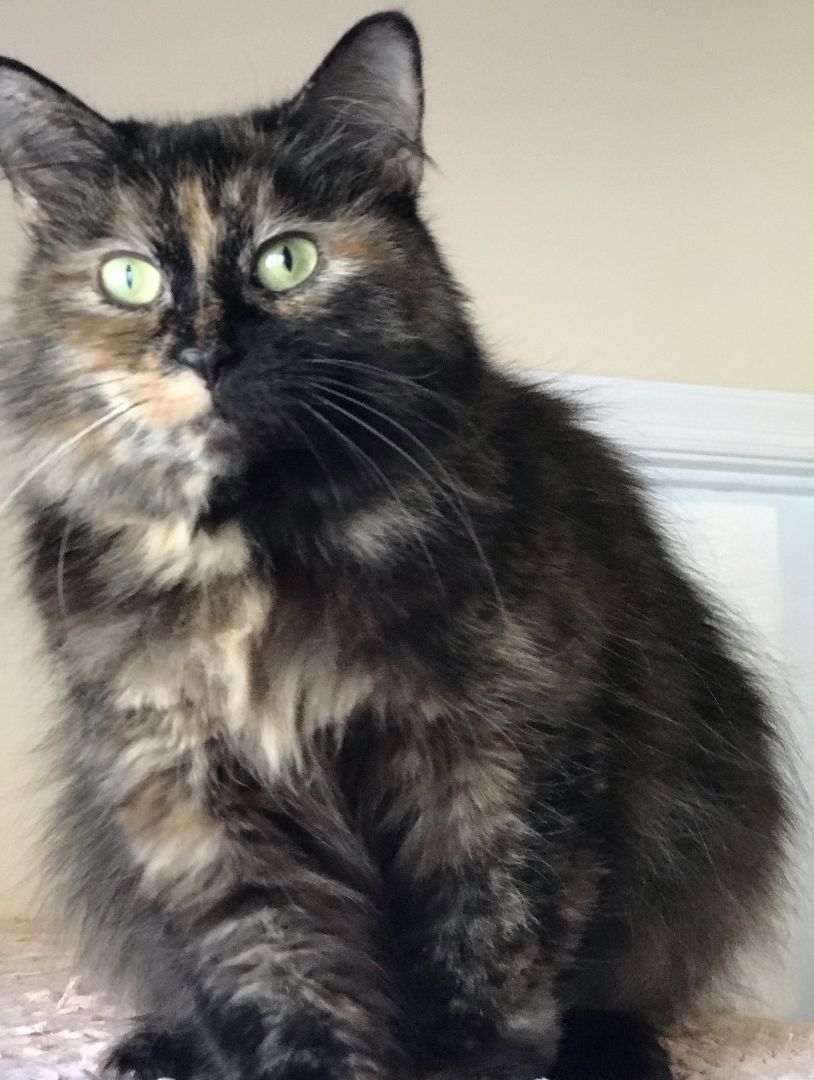 RADIANT RUTH, a Adoptable Tortoiseshell in Spotsylvania, VA image 6/6