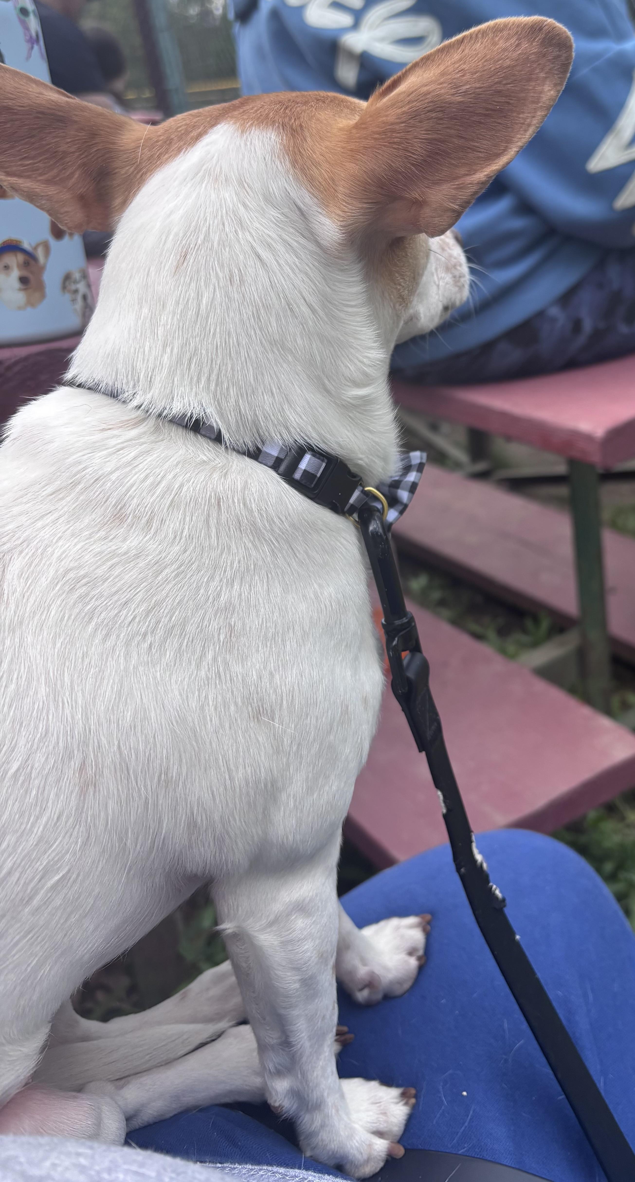 Enlarge Winnie Lou, an adopted mixed breed in Chelmsford, MA image 4/4