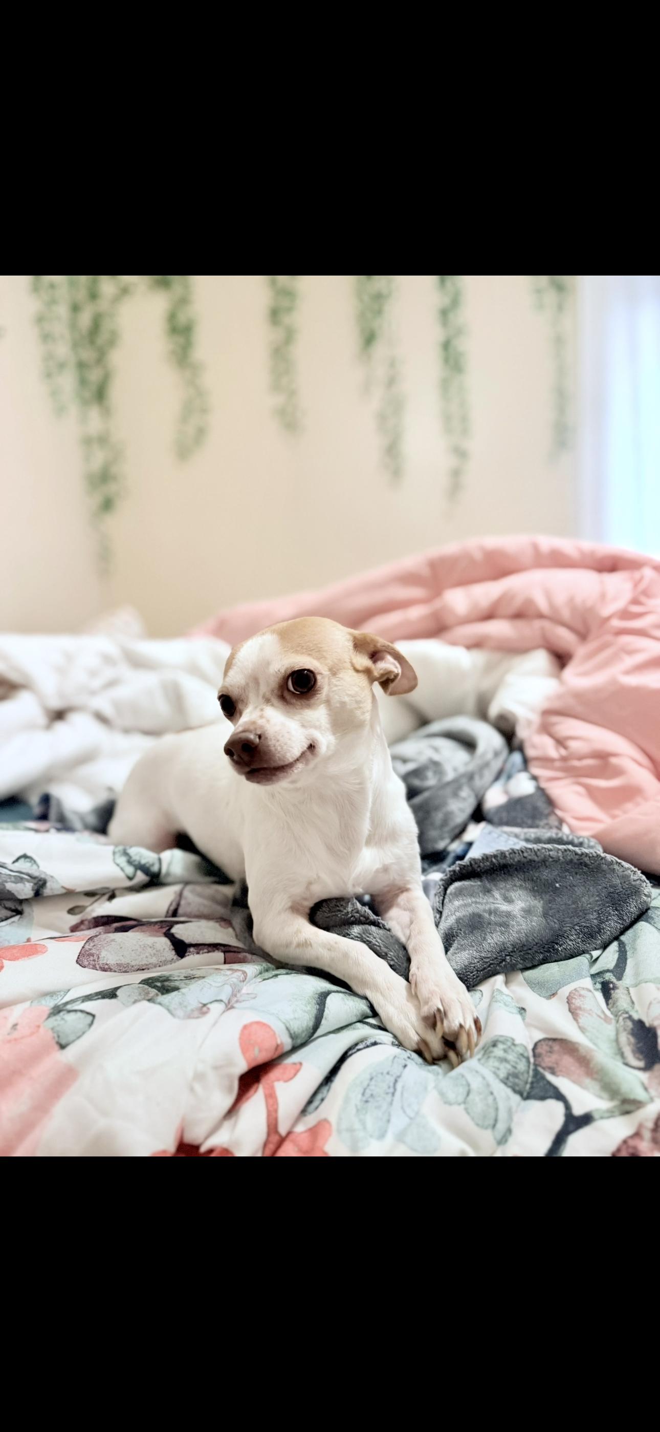 Enlarge Winnie Lou, an adopted mixed breed in Chelmsford, MA image 3/4