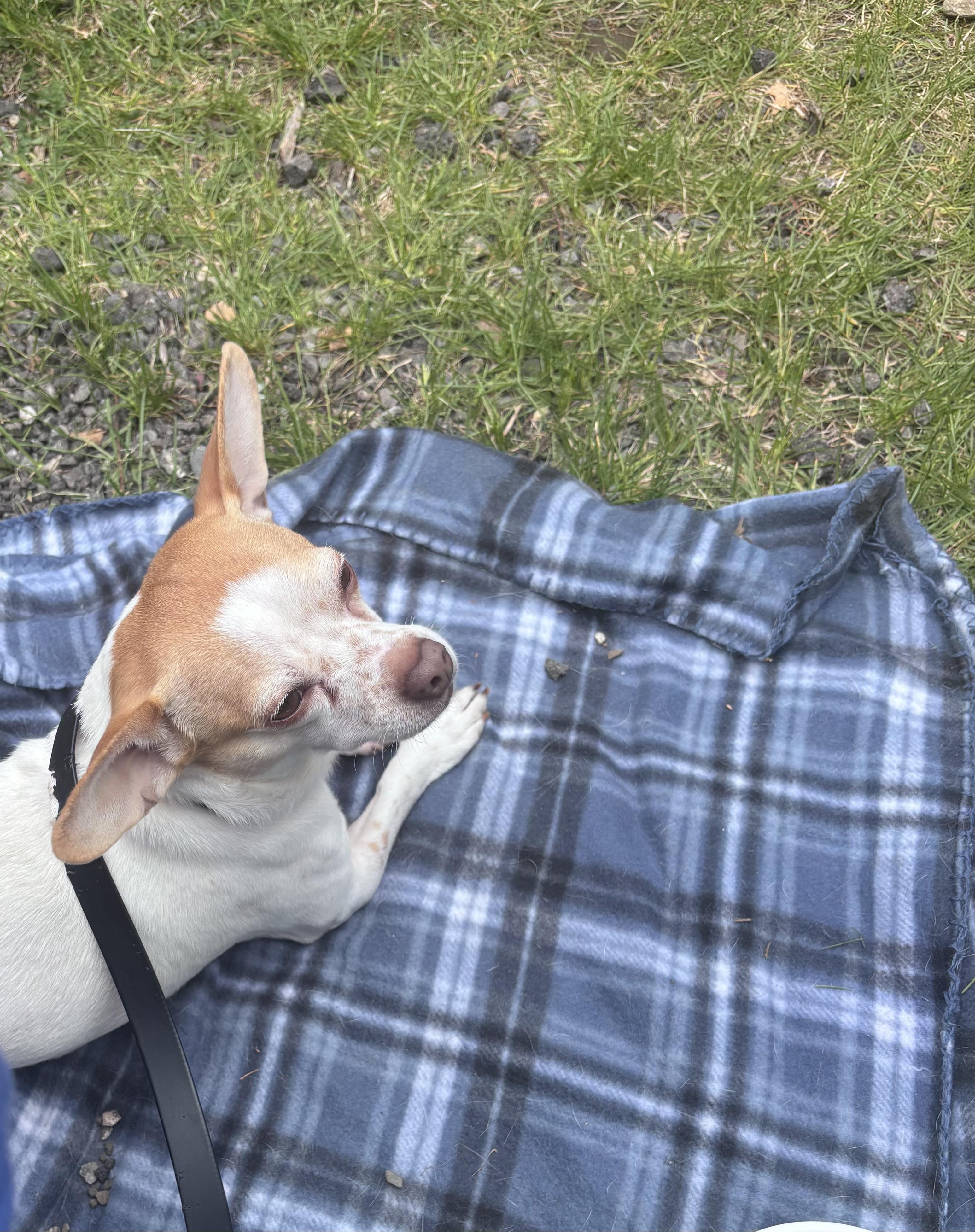 Winnie Lou, adopted, Adult Female Mixed Breed.