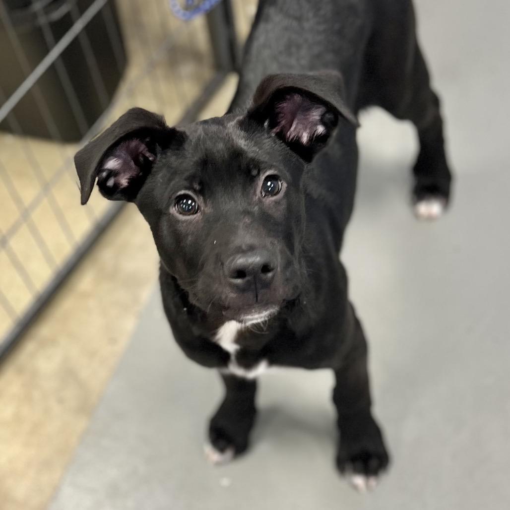 Brando — thumbnail 3