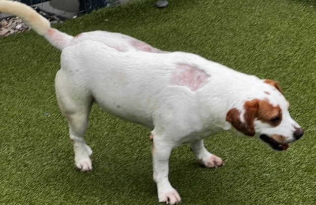 PRINGLES, a Adoptable mixed breed in Houston, TX image 3/6