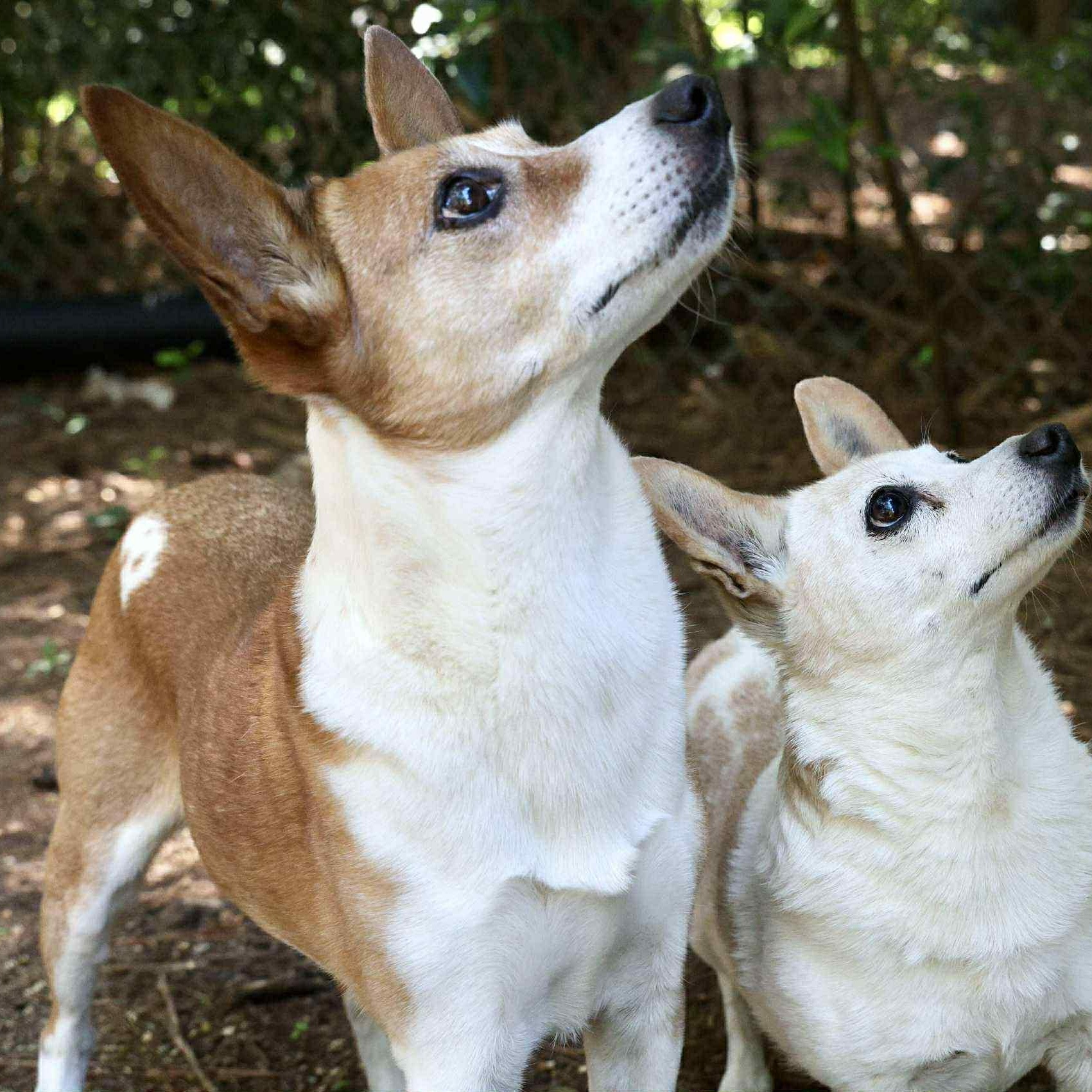 Cissy (BONDED), a Adoptable mixed breed in Joppa, AL image 4/5
