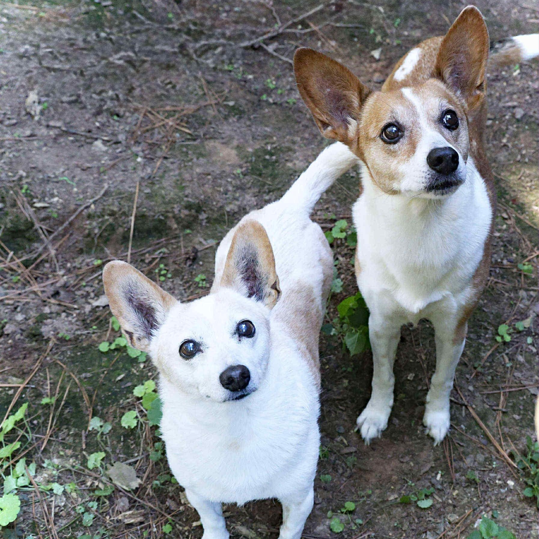 Cissy (BONDED), Adoptable, Senior Female Rat Terrier.