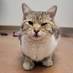 Bailey Boy, adopted, Kitten Male Tabby.