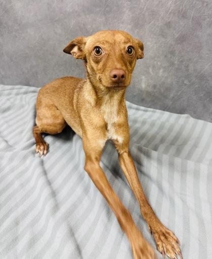 Gizelle, Adoptable, Adult Female Miniature Pinscher & Mixed Breed.