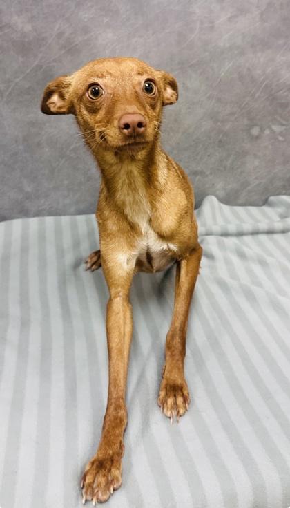 Enlarge Gizelle, a Adoptable mixed breed in Cedar Hill, TX image 2/2