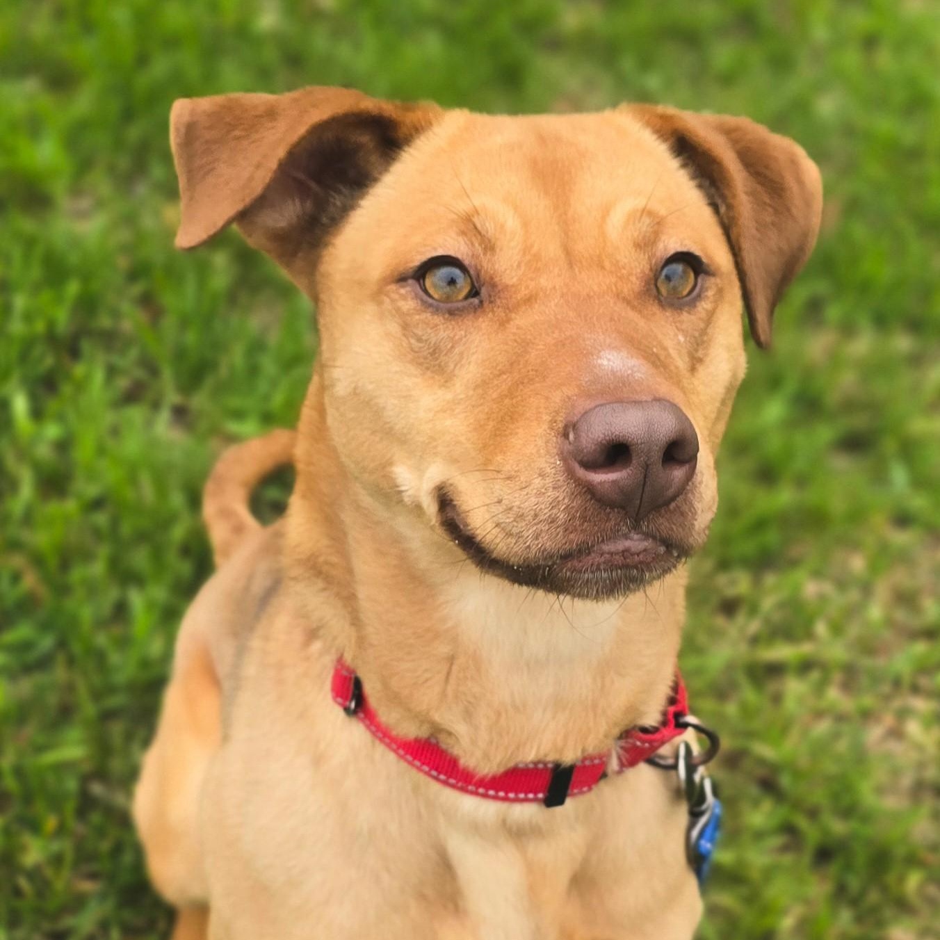 Enlarge Jellyfish, a Adoptable mixed breed in Shepherdsville, KY image 1/3
