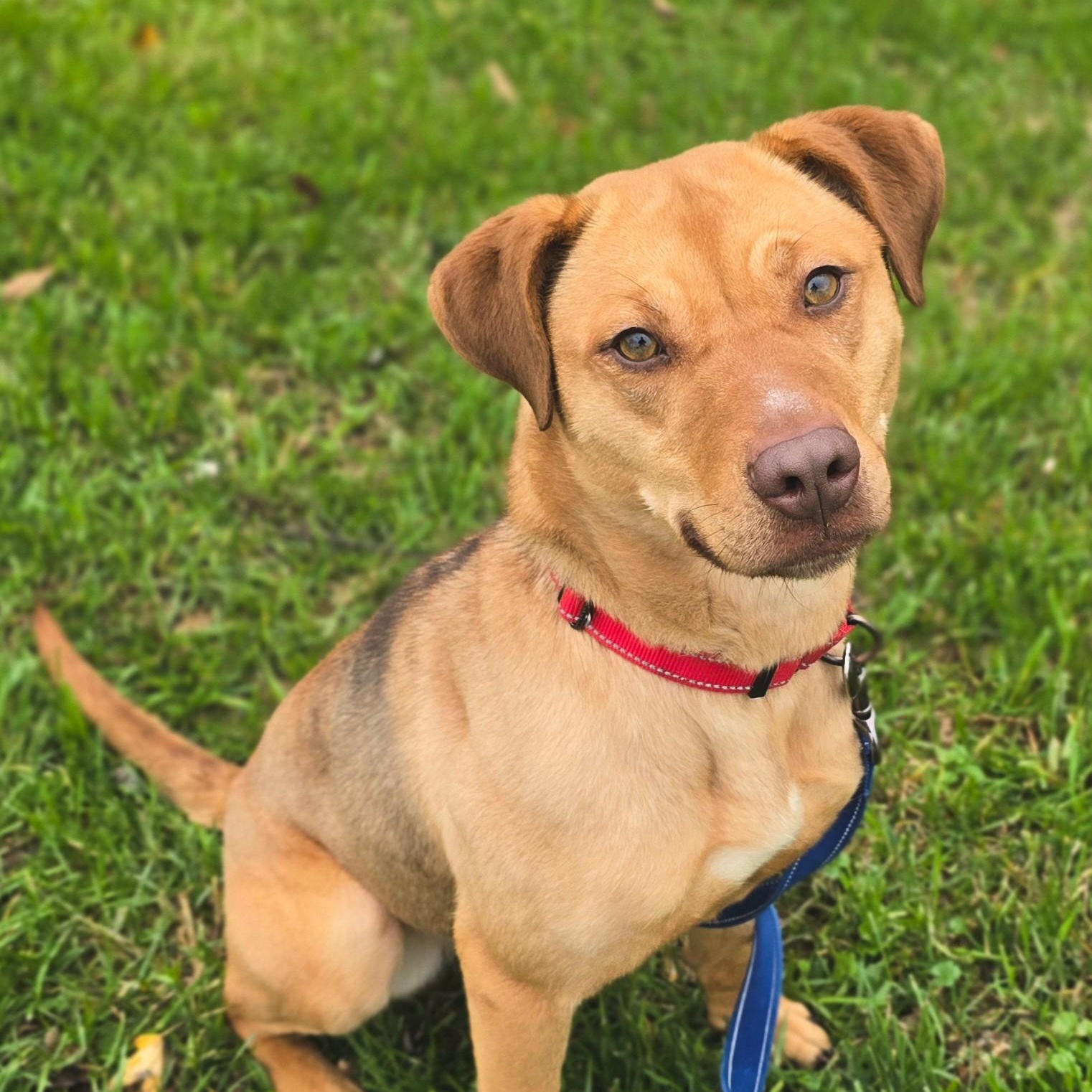 Enlarge Jellyfish, a Adoptable mixed breed in Shepherdsville, KY image 2/3