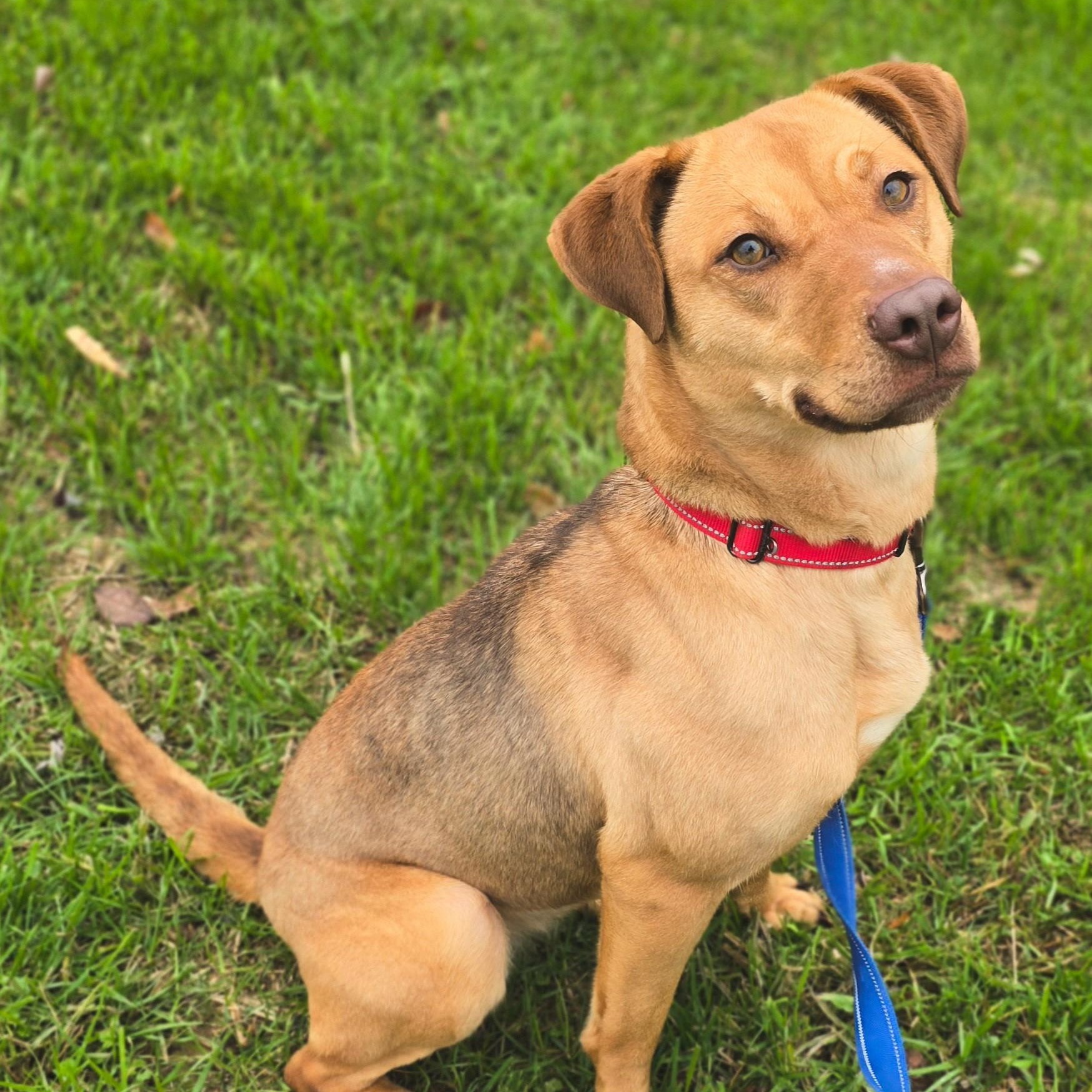 Enlarge Jellyfish, a Adoptable mixed breed in Shepherdsville, KY image 3/3