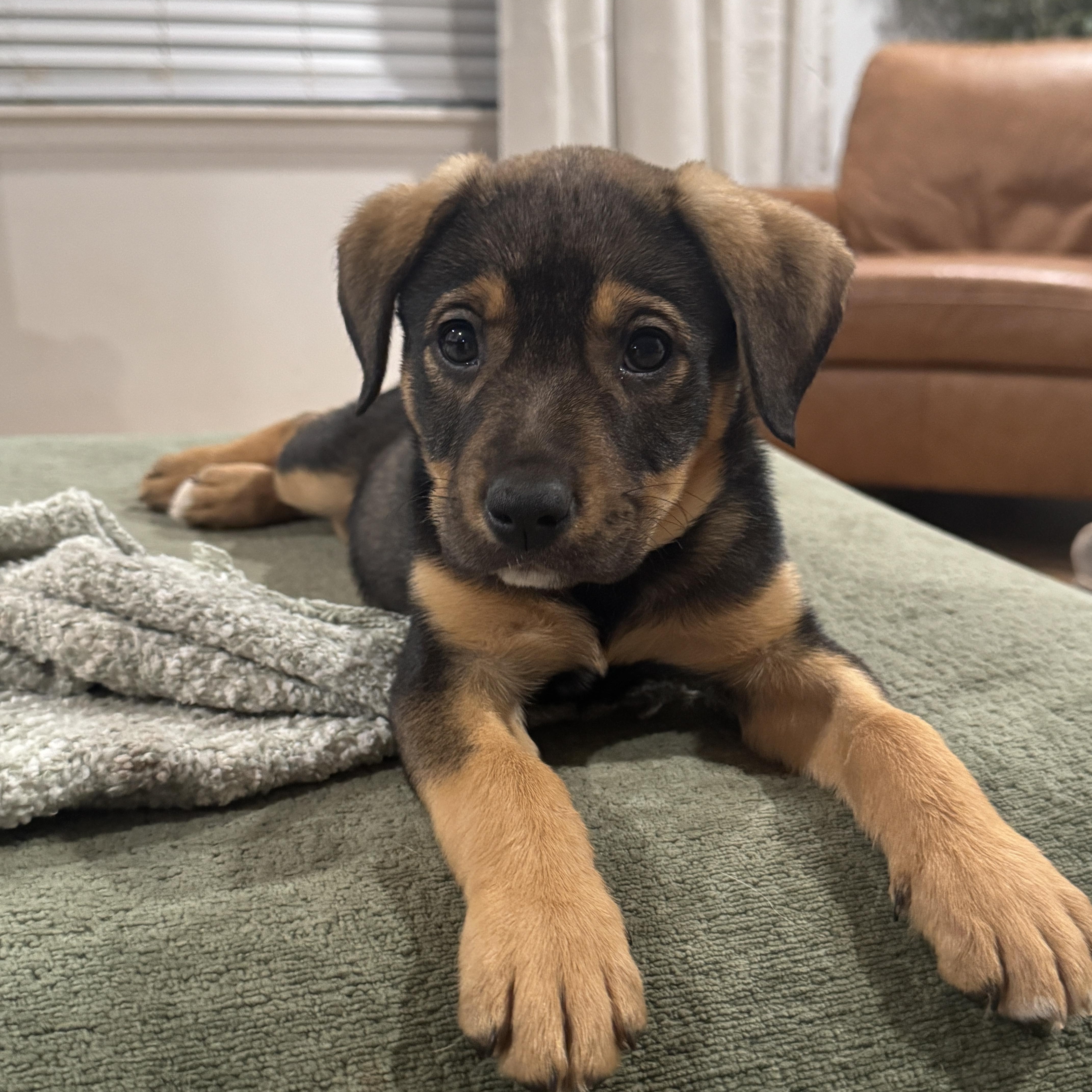 Cayman, ADOPTABLE, Puppy Female Boxer & Mixed Breed.