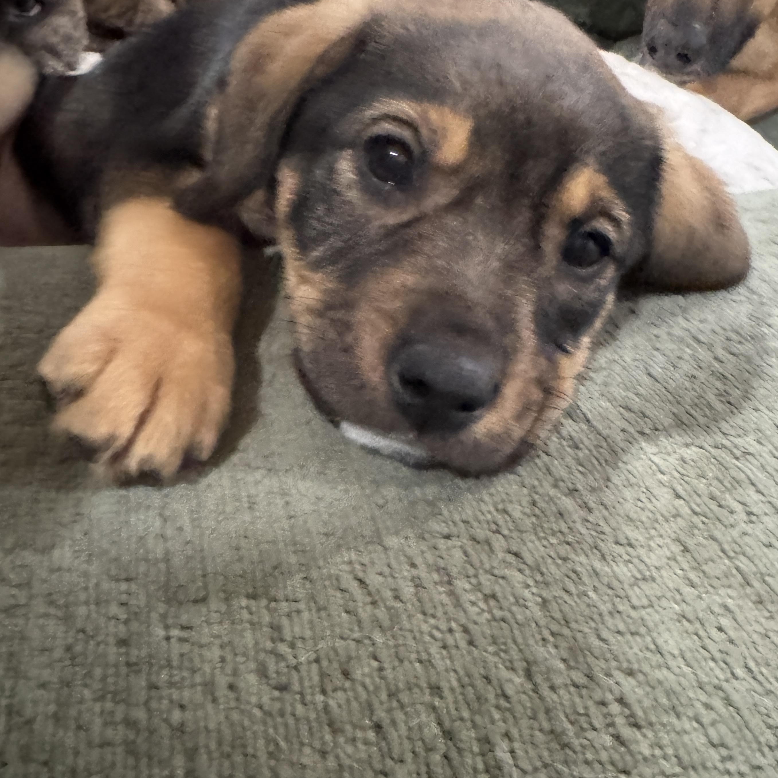 Enlarge Cayman, a ADOPTABLE mixed breed in Rock Hill, SC image 4/4