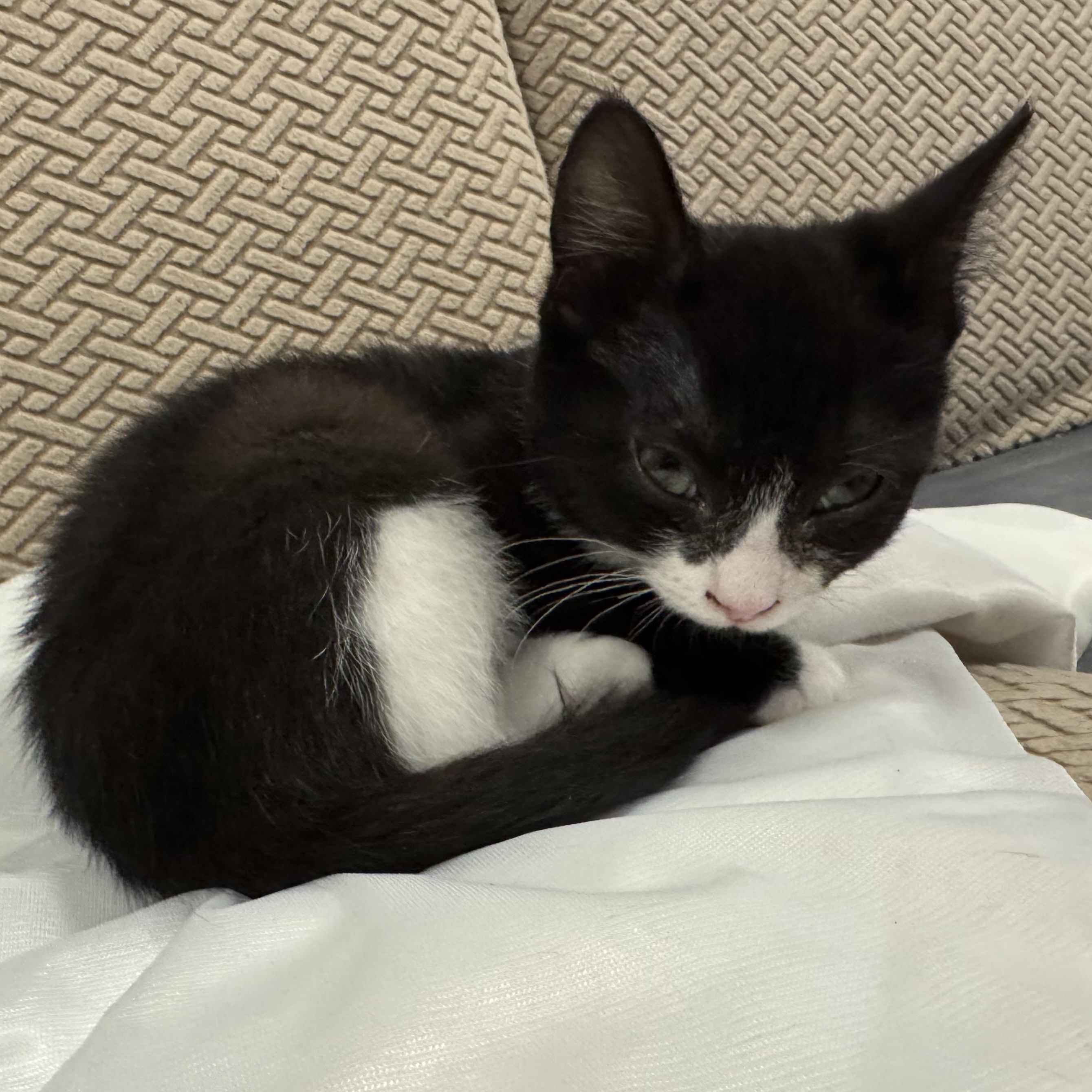 Enlarge Ouija, a ADOPTABLE Domestic Short Hair in Fulton, NY image 6/6