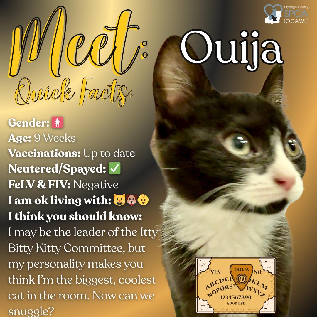 Enlarge Ouija, a ADOPTABLE Domestic Short Hair in Fulton, NY image 1/6