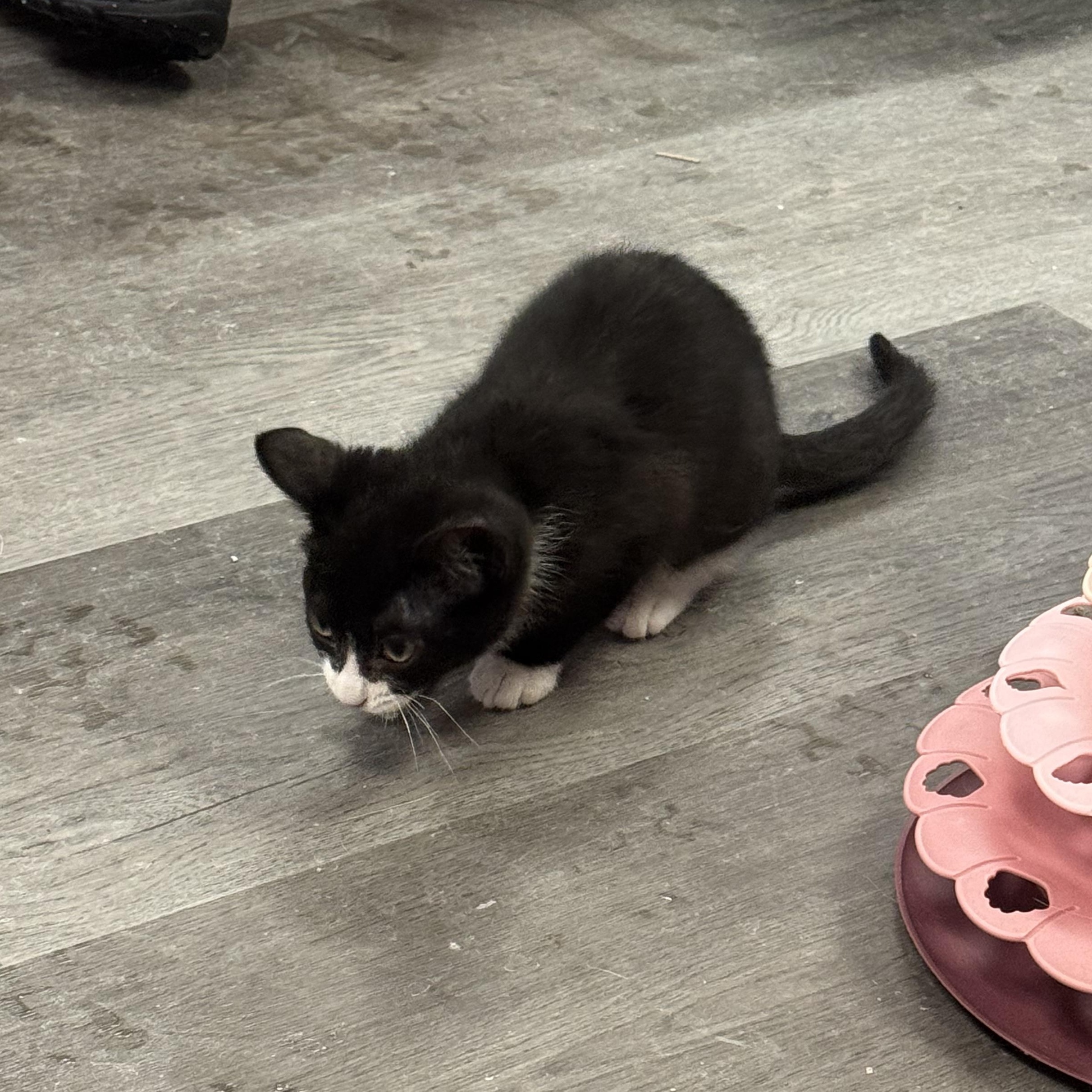 Enlarge Ouija, a ADOPTABLE Domestic Short Hair in Fulton, NY image 5/6