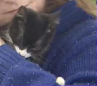 Enlarge Ouija, a ADOPTABLE Domestic Short Hair in Fulton, NY image 4/6