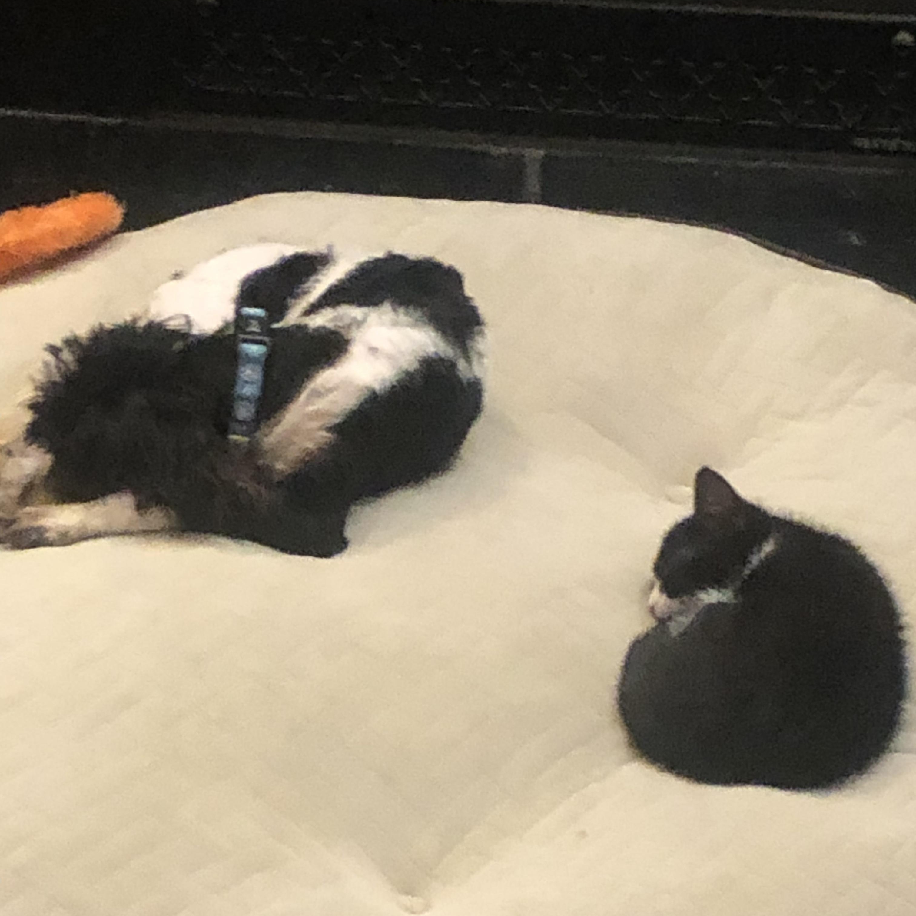 Enlarge Ouija, a ADOPTABLE Domestic Short Hair in Fulton, NY image 3/6