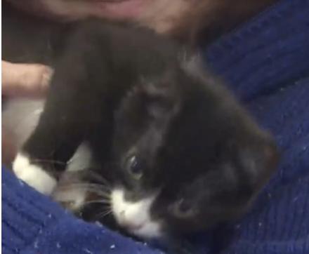 Enlarge Ouija, a ADOPTABLE Domestic Short Hair in Fulton, NY image 2/6