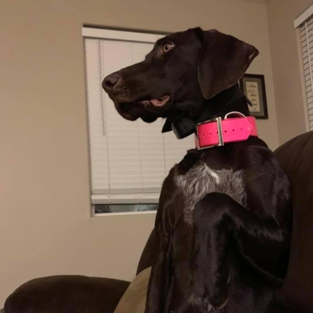 Sig, Adoptable, Senior Female German Shorthaired Pointer.