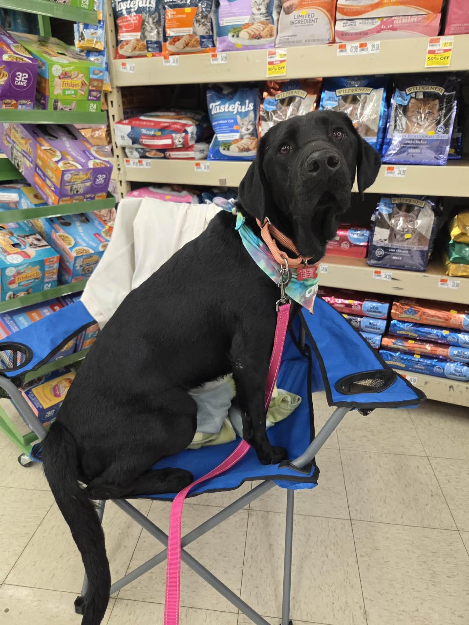 Enlarge Brooklyn, a Adoptable mixed breed in Medina, OH image 5/6