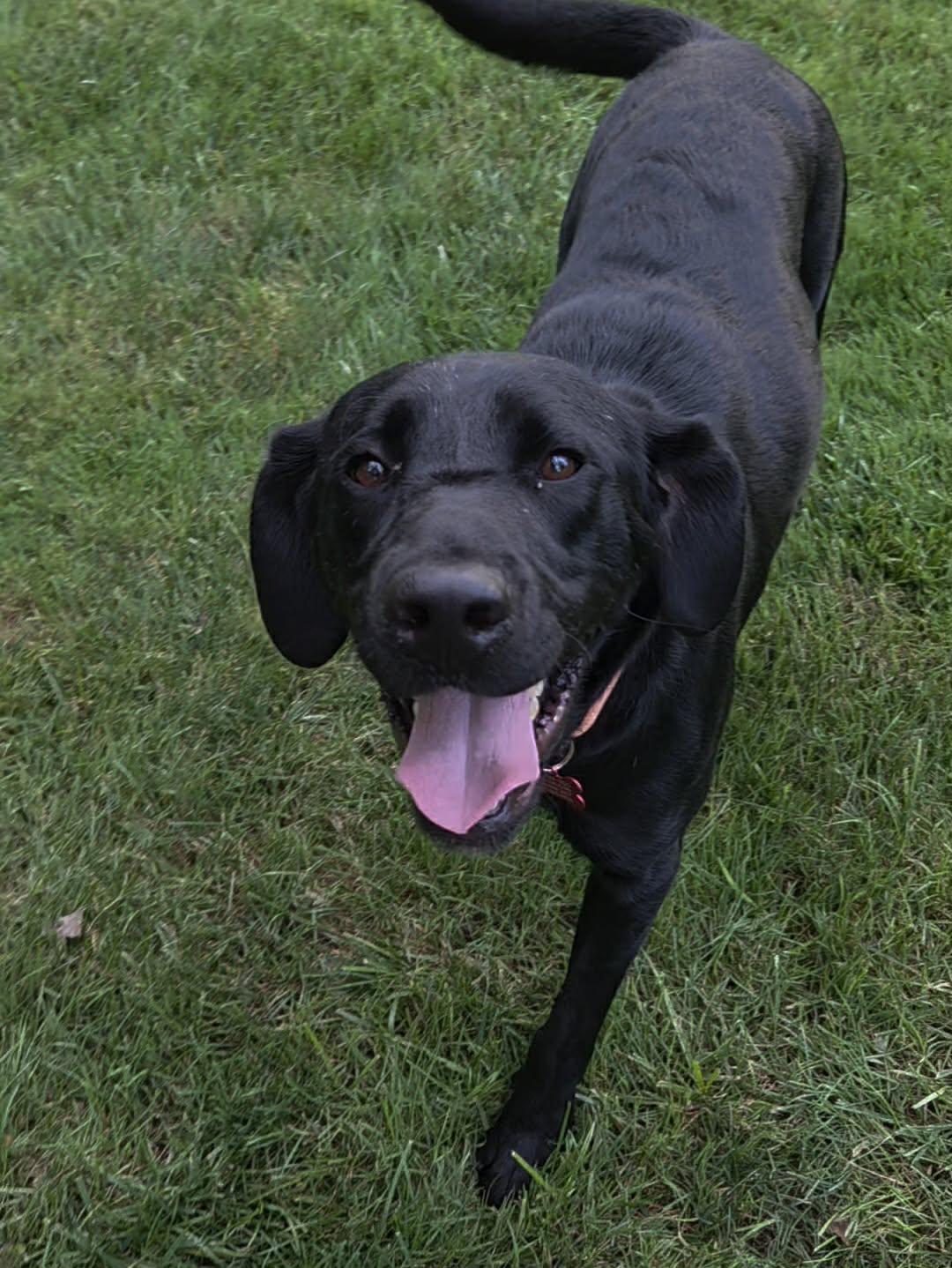 Brooklyn, Adoptable, Adult Female Black Labrador Retriever.