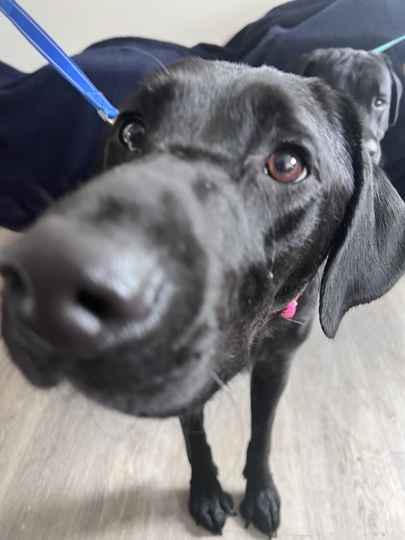 Enlarge Brooklyn-Not Accepting Applications Yet, a Adoptable mixed breed in Medina, OH image 2/6
