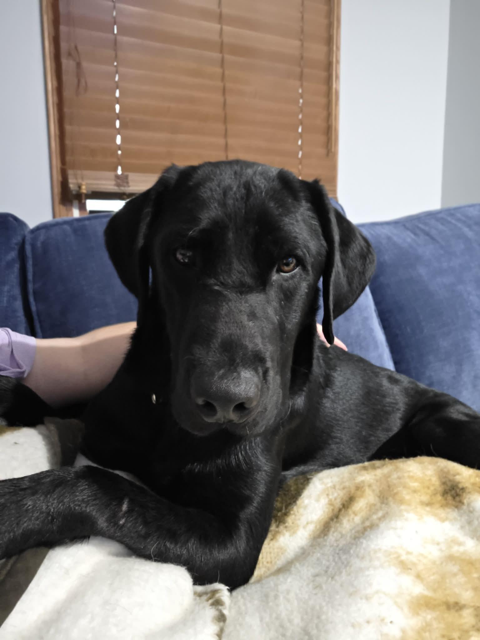 Enlarge Brooklyn, a Adoptable mixed breed in Medina, OH image 2/6