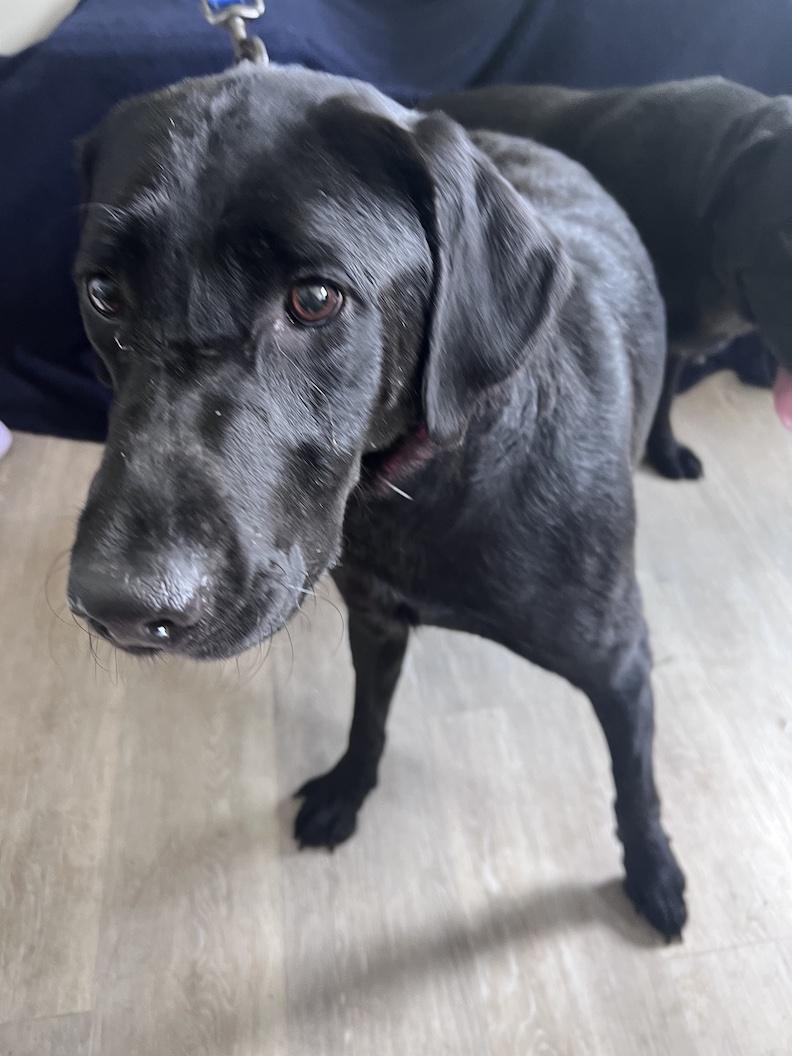 Enlarge Brooklyn-Not Accepting Applications Yet, a Adoptable mixed breed in Medina, OH image 3/6