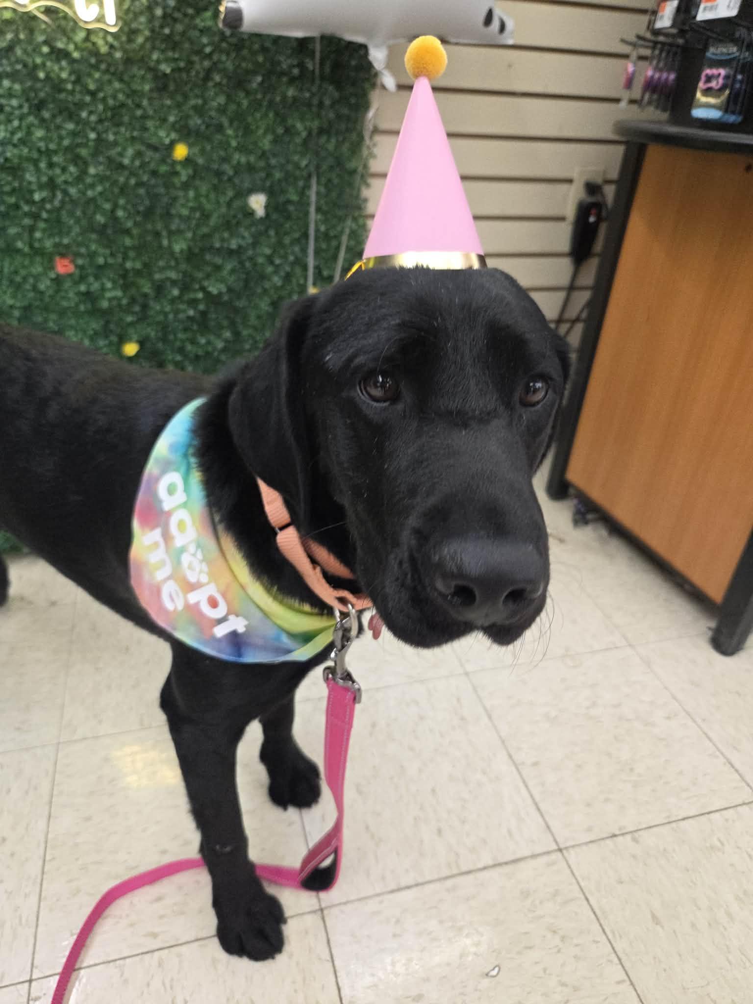 Enlarge Brooklyn, a Adoptable mixed breed in Medina, OH image 4/6