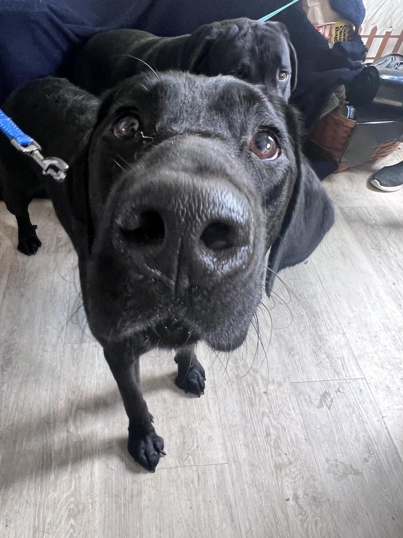 Brooklyn-Not Accepting Applications Yet, Adoptable, Adult Female Black Labrador Retriever.