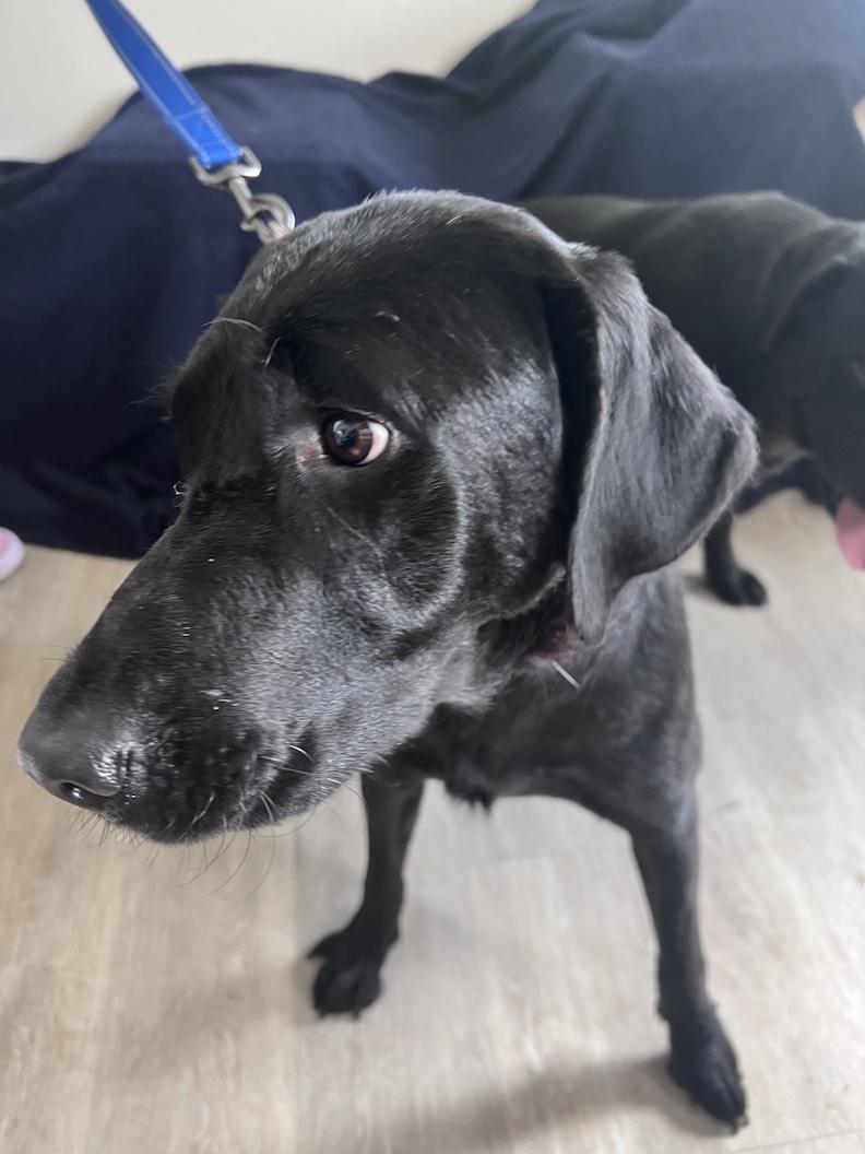 Enlarge Brooklyn-Not Accepting Applications Yet, a Adoptable mixed breed in Medina, OH image 5/6
