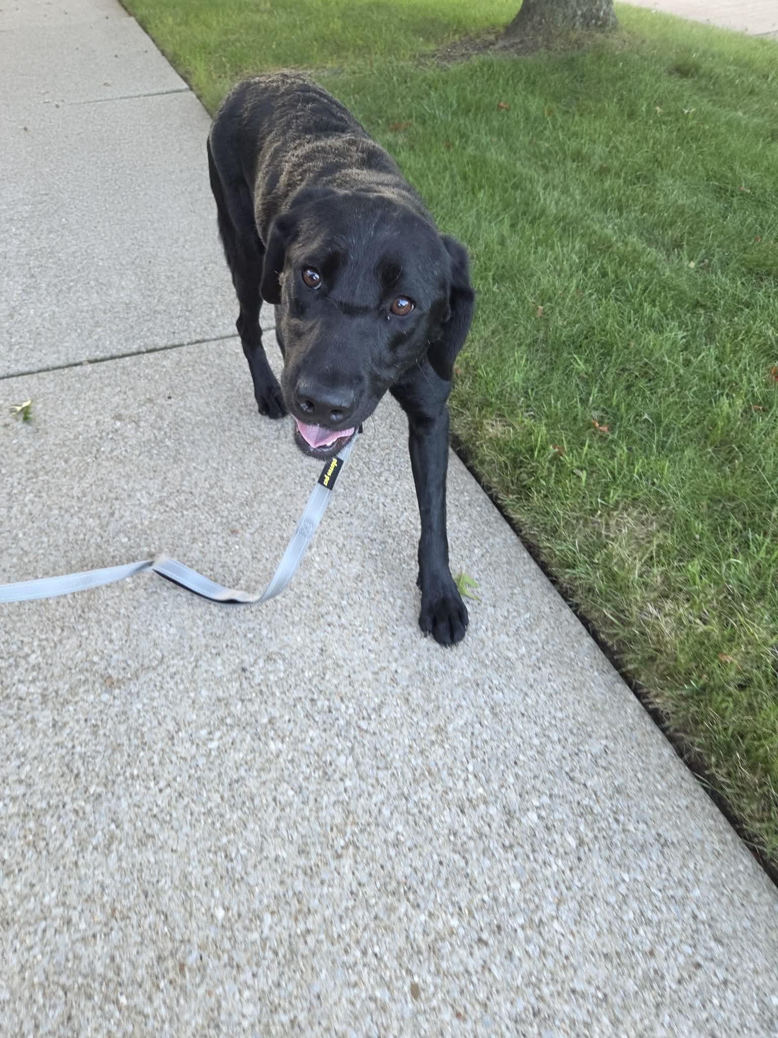 Enlarge Brooklyn, a Adoptable mixed breed in Medina, OH image 3/6