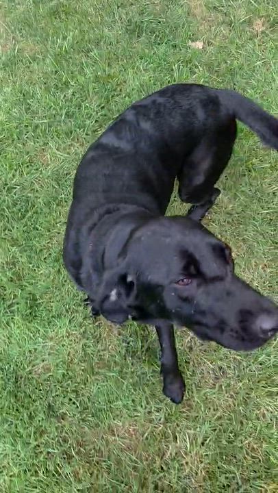 Enlarge Brooklyn, a Adoptable mixed breed in Medina, OH video 6/6