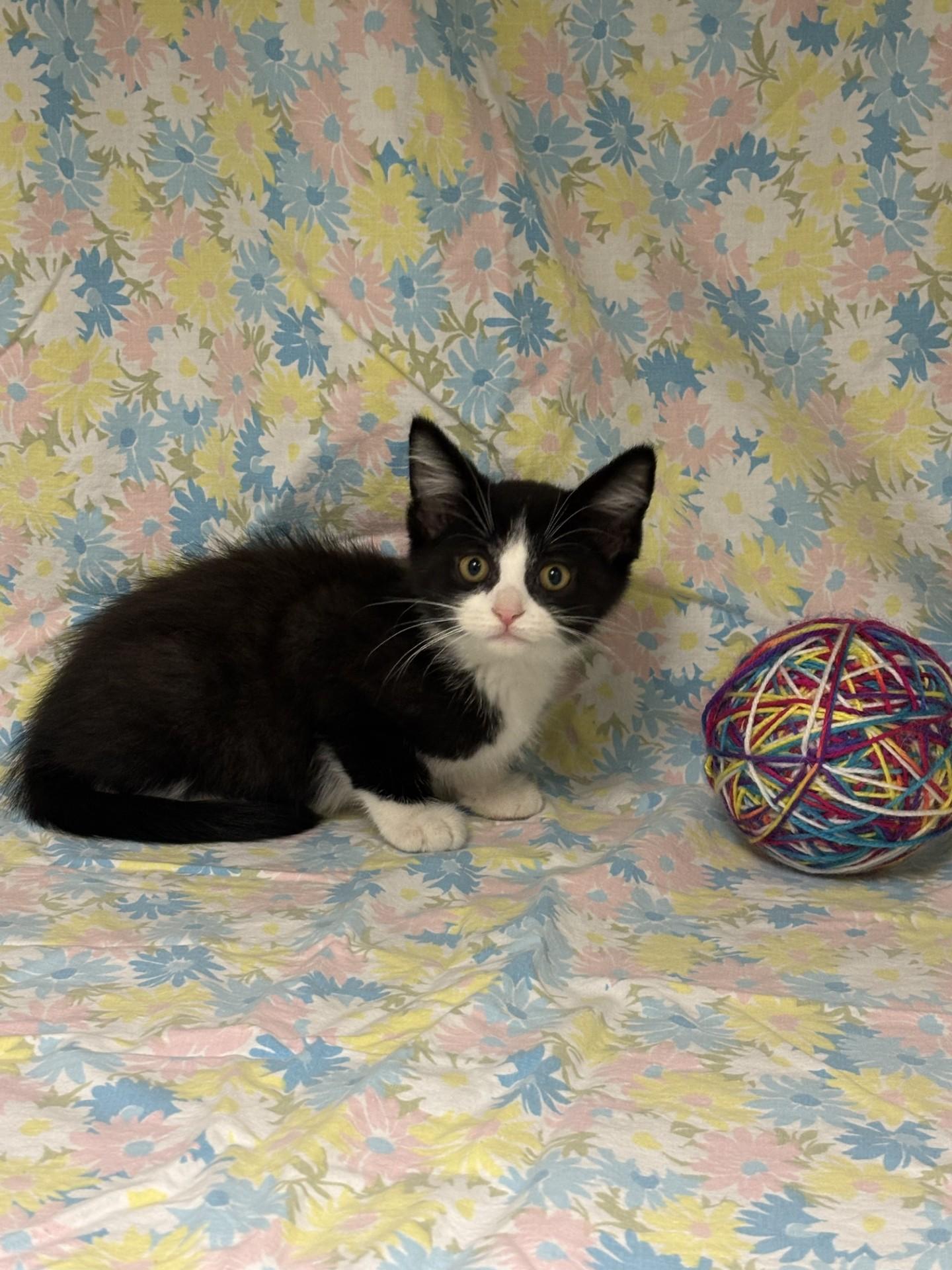 Phillips, an adopted Domestic Short Hair in Shepherdsville, KY image 2/3