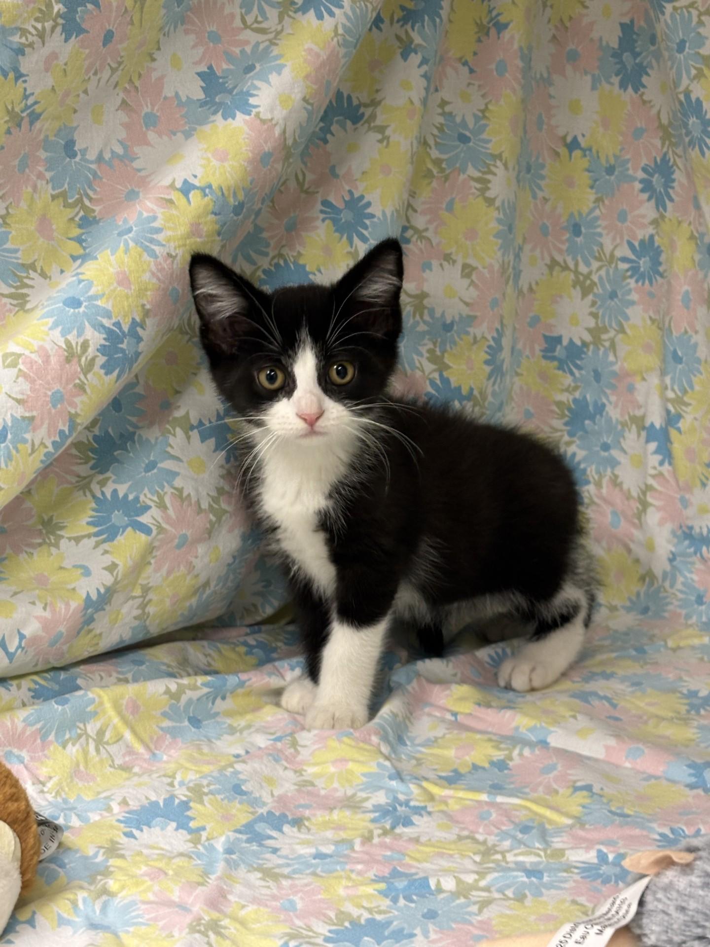 Phillips, an adopted Domestic Short Hair in Shepherdsville, KY image 3/3