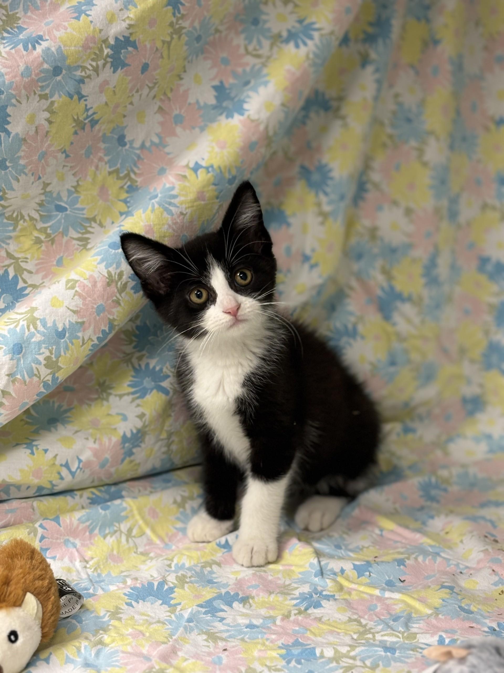 Phillips, adopted, Kitten Male Domestic Short Hair.
