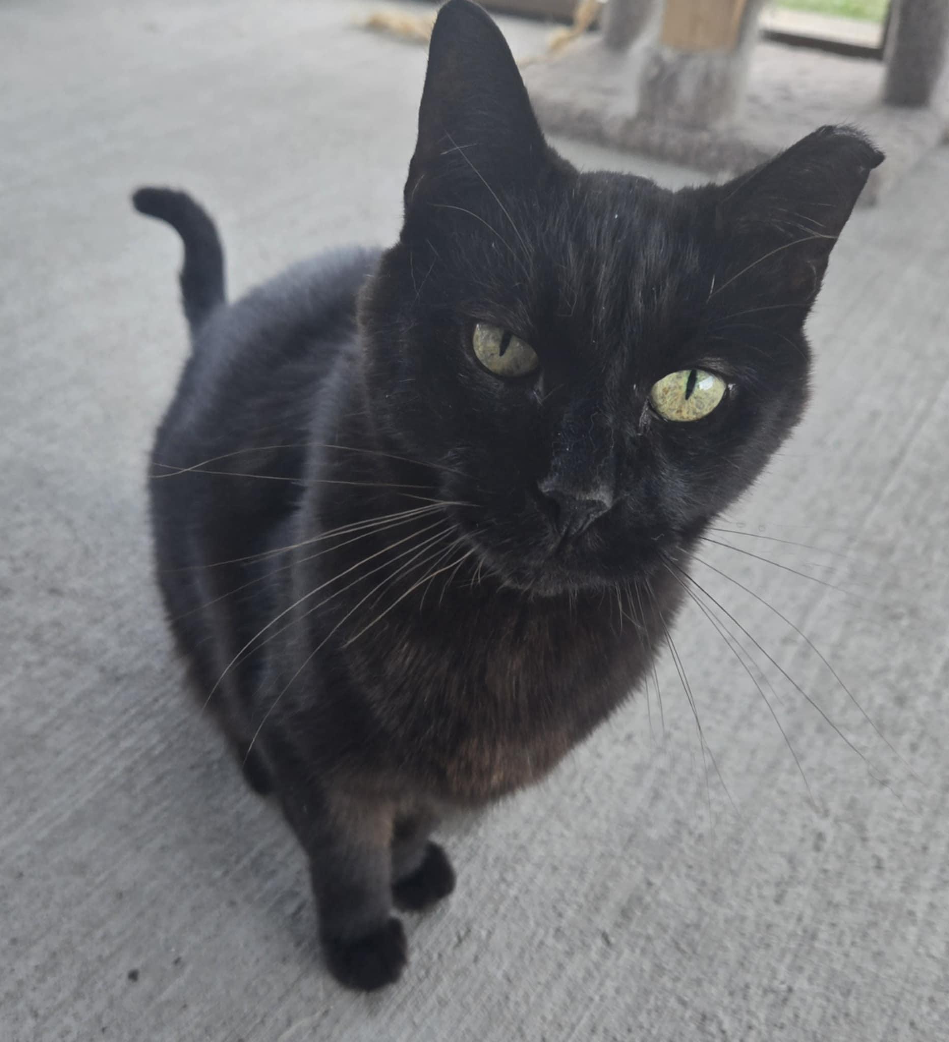 Jackson, a Adoptable Domestic Short Hair in Shelbyville, KY image 2/3