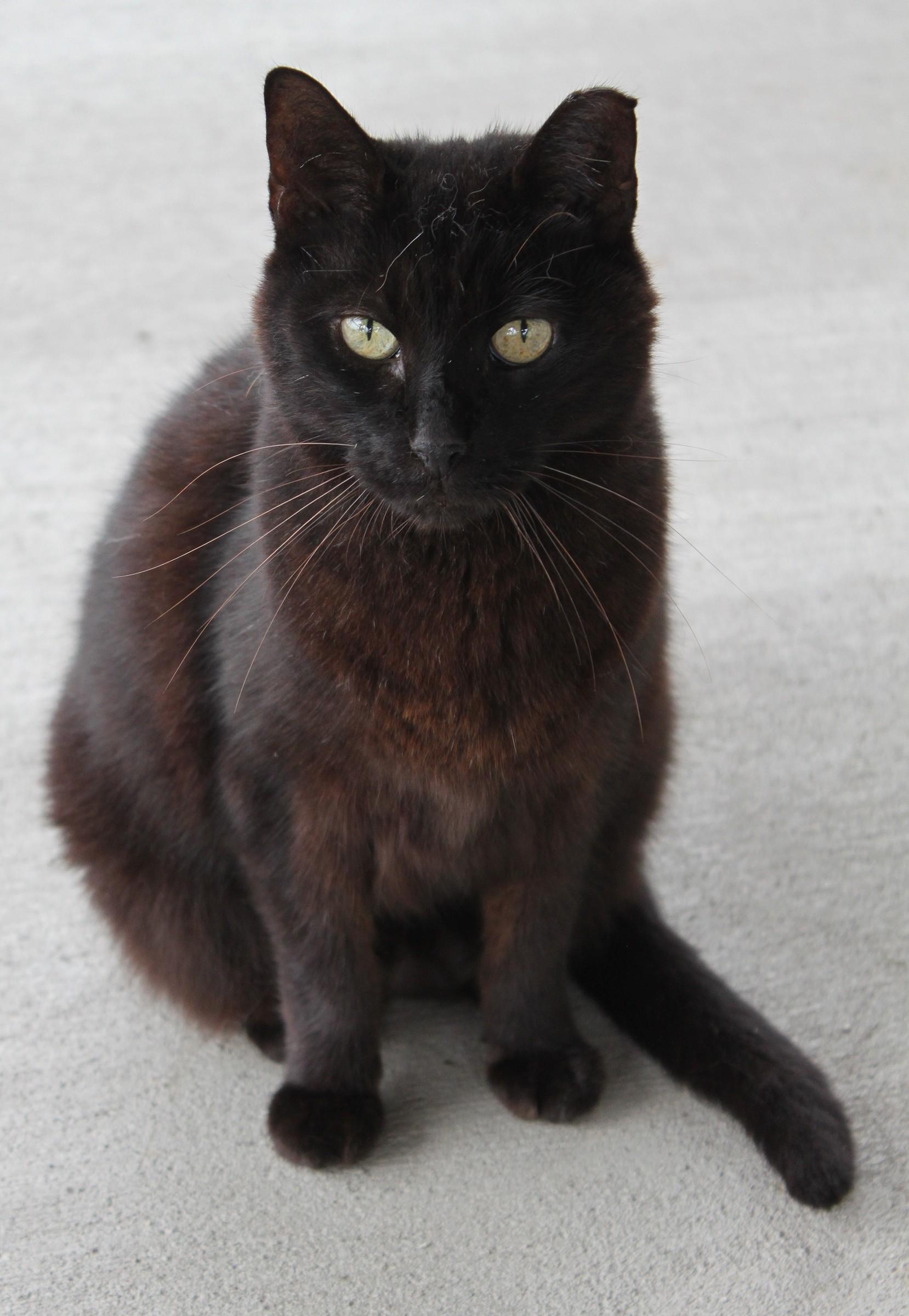 Jackson, Adoptable, Senior Male Domestic Short Hair.